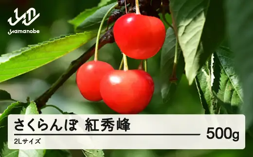 《先行予約》2026年 山形県産 紅秀峰 さくらんぼ 2Lサイズ 500g 1箱 ※沖縄・離島への配送不可 ts-bs2lx500