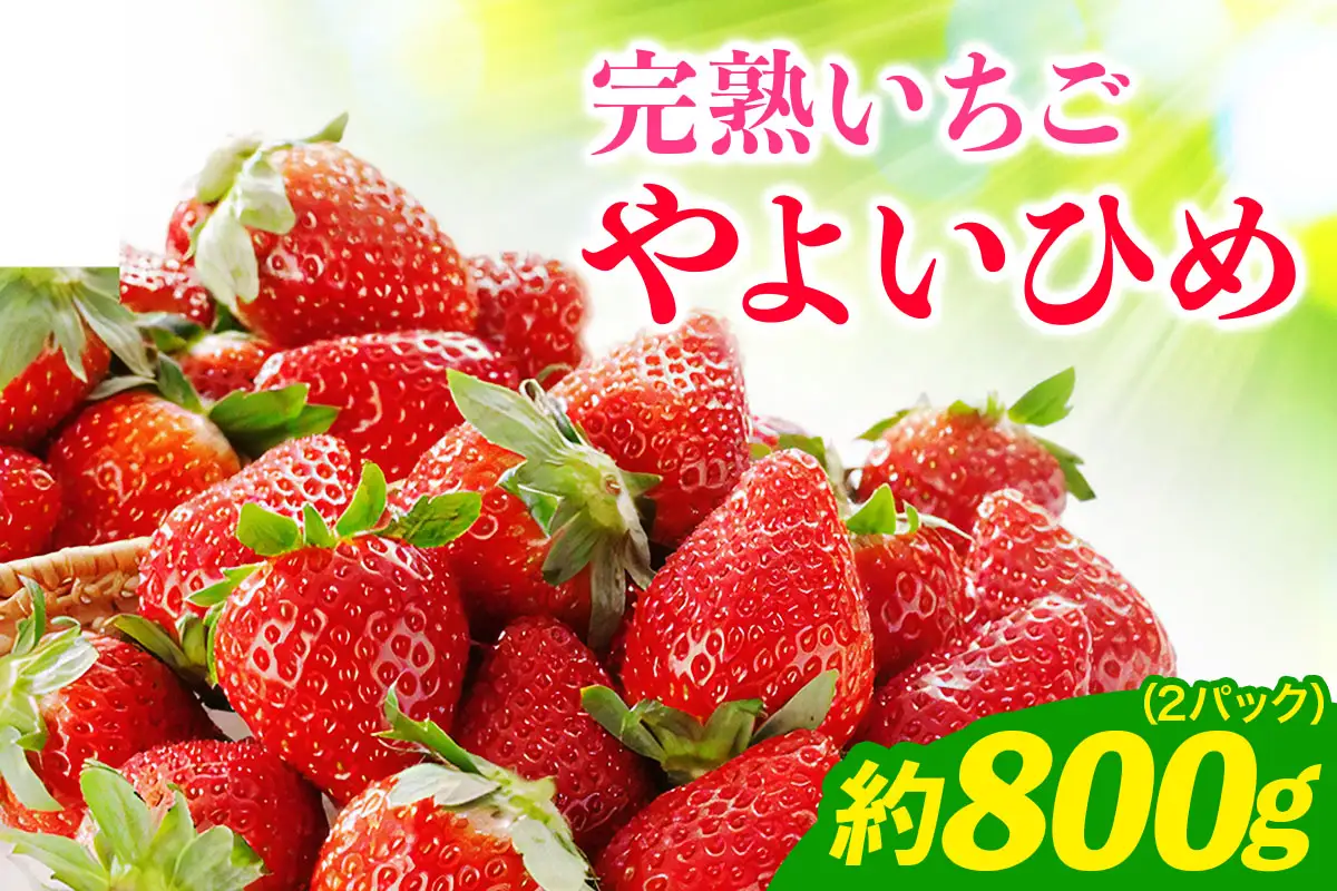 《2027年1月中旬より順次発送》完熟いちご やよいひめ 約800g [約400g (12粒から15粒) ×2パック] 栗丸農園直送 [1068]