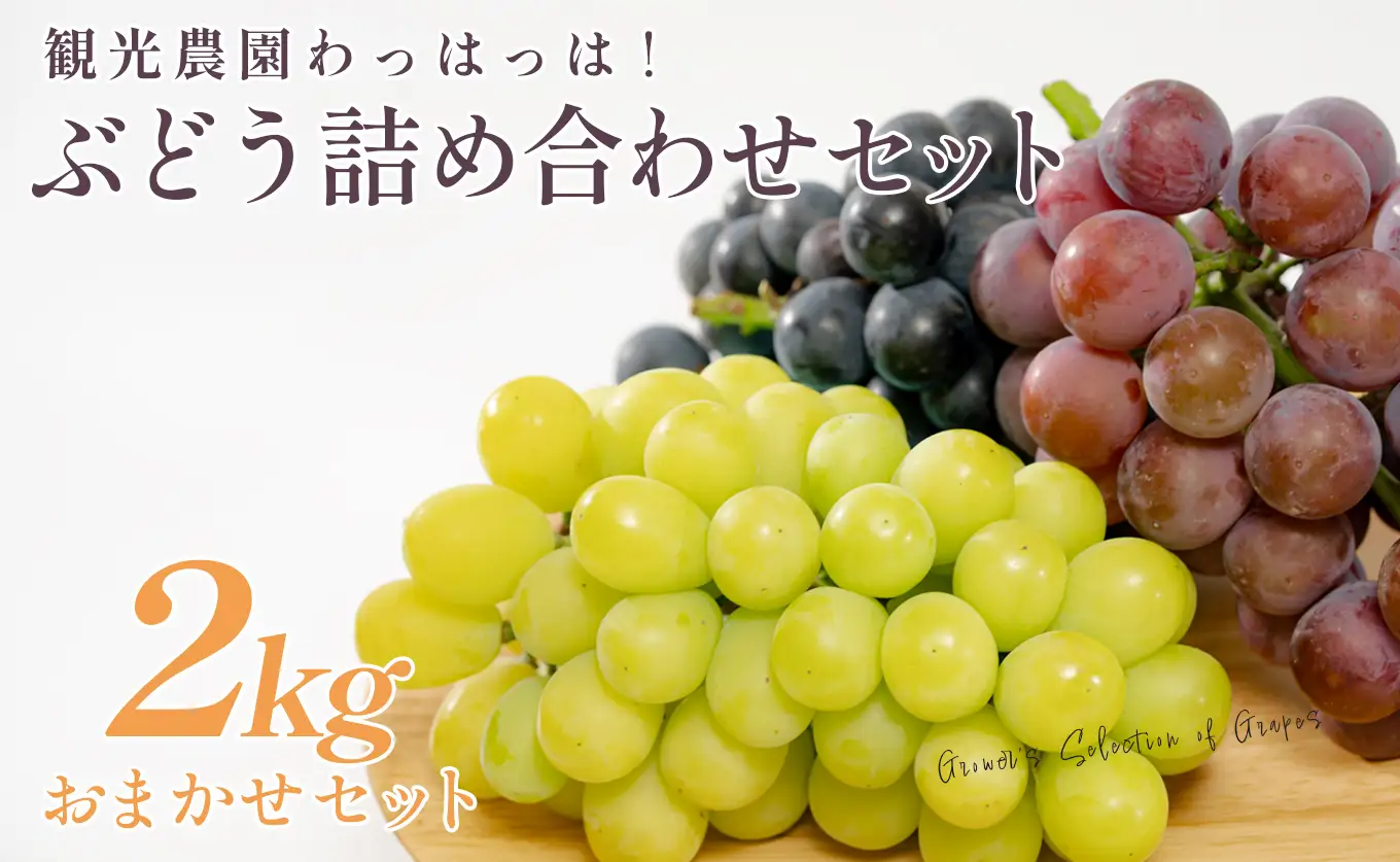 ぶどう 人気3種 詰め合わせ 2kg 朝採れ 旬 ブドウ 葡萄 果物 フルーツ 冷蔵 贈答 ギフト