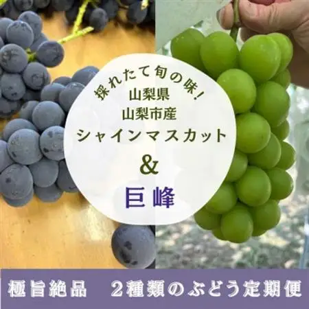 【発送月固定定期便】旬の巨峰+シャインマスカット2～3房(約1.5kg)全2回【配送不可地域：離島】【4084812】