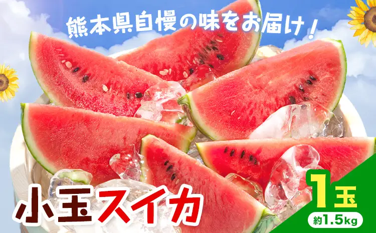 【先行予約】小玉スイカ 1玉 約1.5kg 日本フルーツ株式会社 《4月下旬-7月下旬頃出荷》 こだますいか 西瓜 すいか フルーツ 果物 くだもの 旬 熊本県 菊池市 熊本県産 くまもと