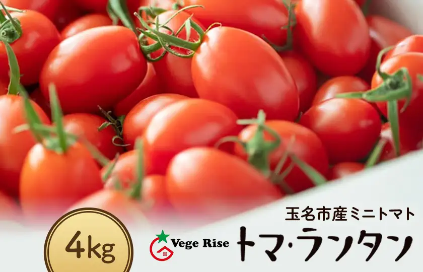 ミニトマト 生産量 日本一 玉名市 !！ 「 トマ・ランタン 」 約 4kg |  ミニトマト トマト 熊本県 玉名市