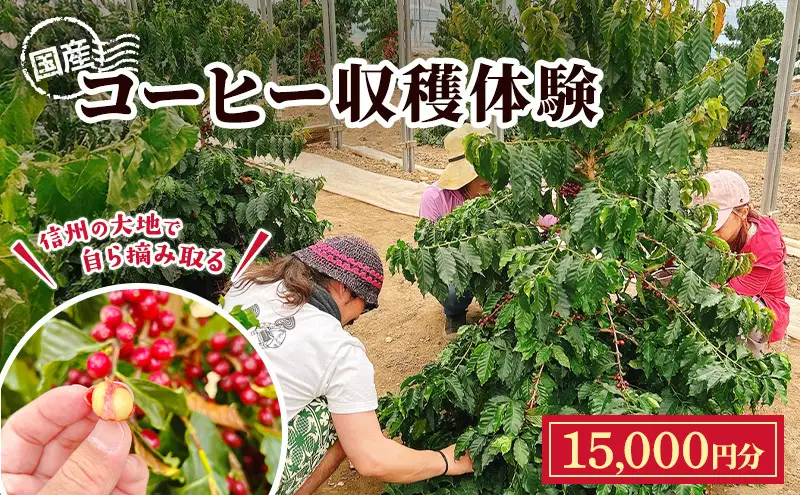 国産コーヒー収穫体験3名様分 15,000円分 ｜コーヒーチェリー 収穫 試飲 体験