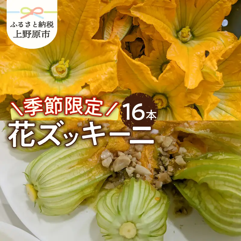 ★2026年先行予約★【関東甲信越エリア限定】＼季節限定／花ズッキーニ（16本入り）