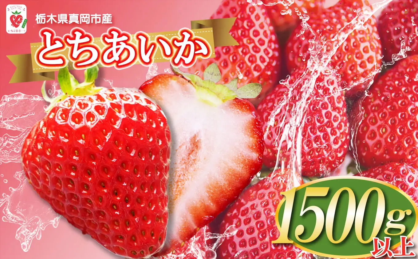 【2027年先行予約】1月発送 鮮度抜群！朝採れ旬のとちあいか 約1500g以上 真岡市 栃木県 送料無料