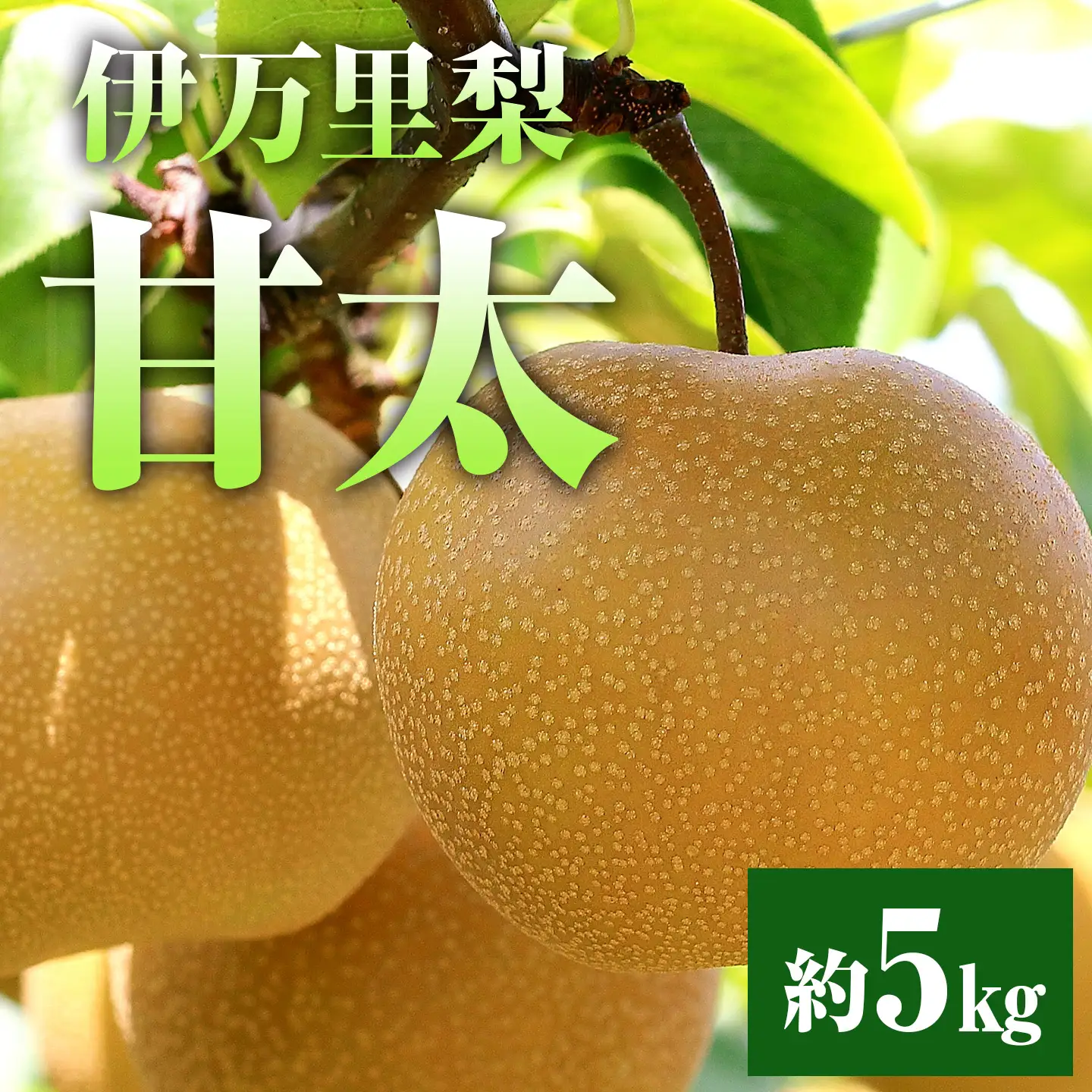 【令和8年産先行予約】伊万里梨「甘太」 約5kg 178-B94