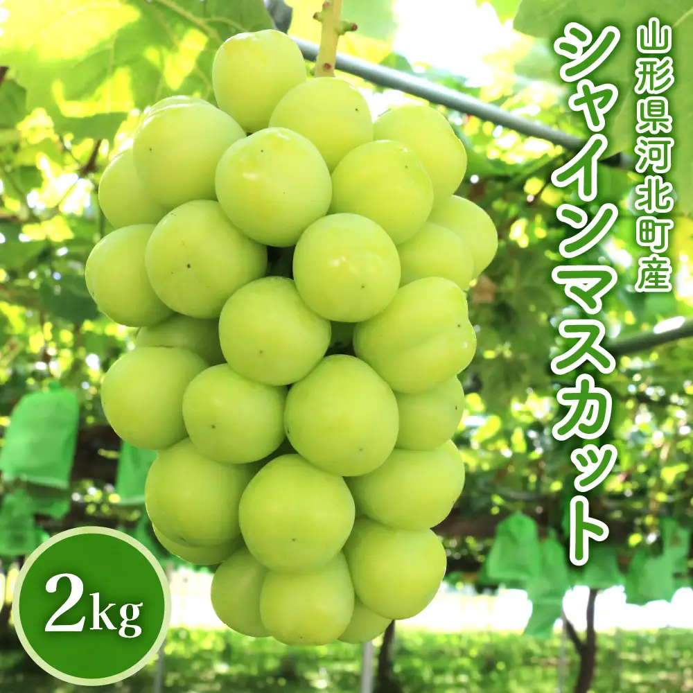 ぶどう シャインマスカット 2kg 令和8年産 山形県産 ぶどう