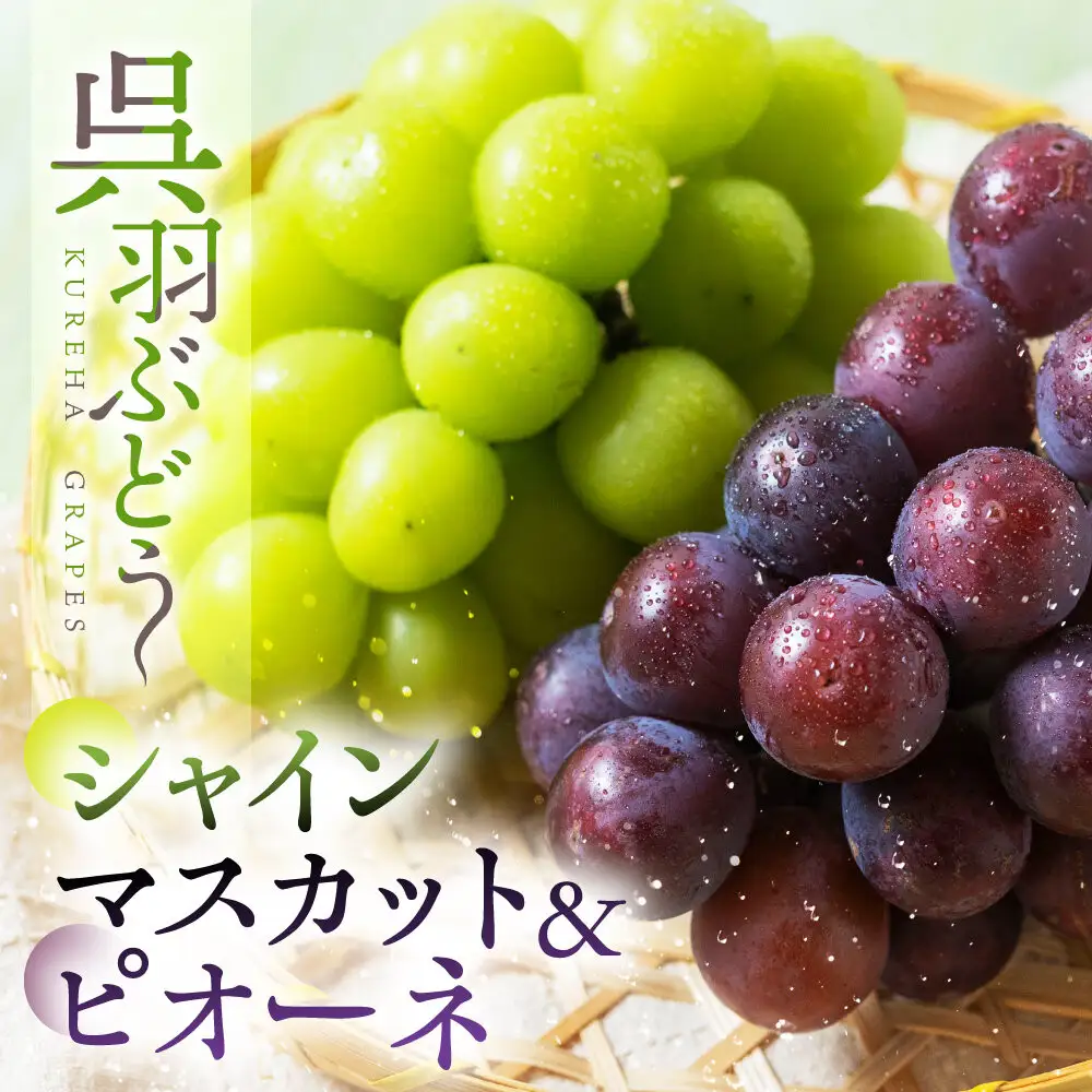 【先行予約】呉羽ぶどう　シャインマスカット＆ピオーネセット（各１房 計約1～1.2kg）