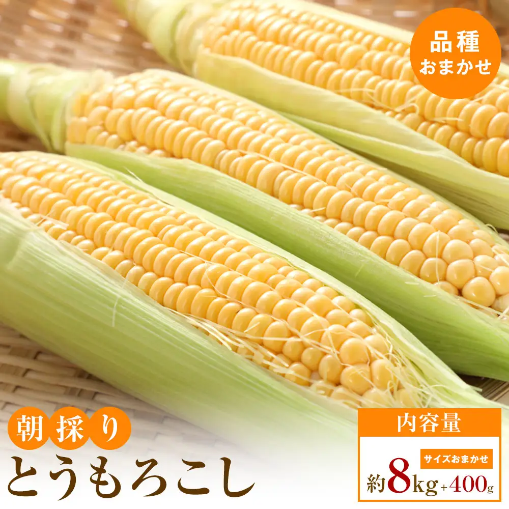 【5月31日までの期間限定価格!】朝採り とうもろこし(品種おまかせ)約8kg+400g