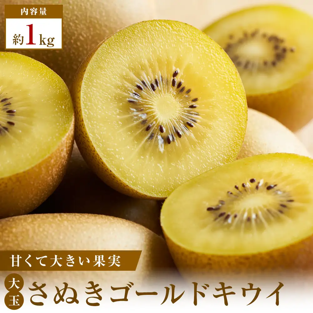 【数量限定500セット】超大玉さぬきゴールドキウイ　約1kg【2026年10月9日～2027年1月15日の間にお届け】