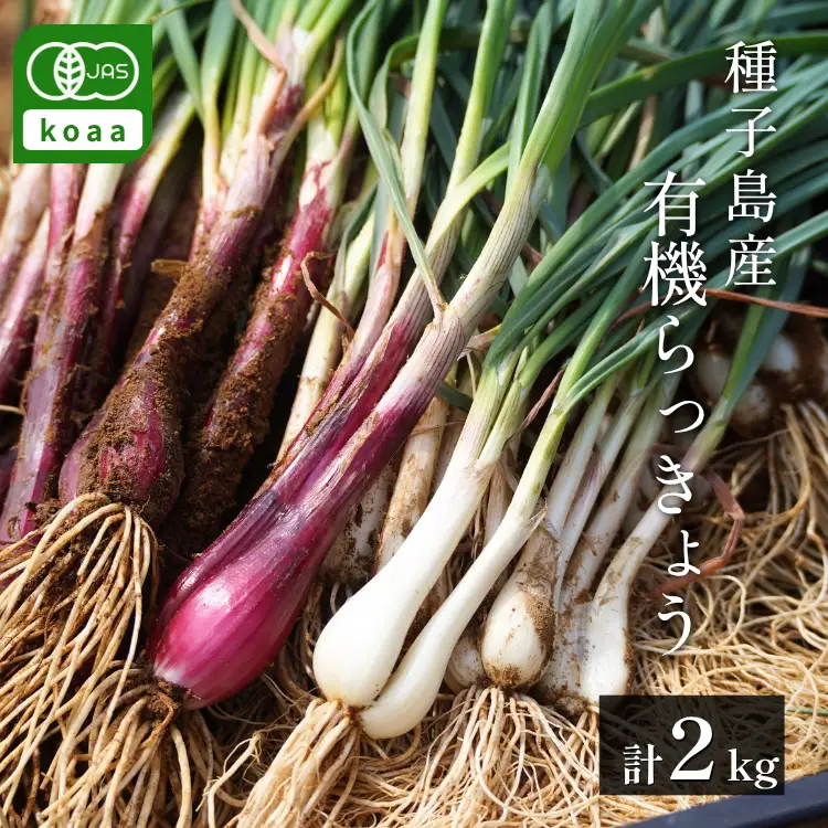 赤＆白 有機 オーガニック らっきょう 詰合せ セット  誠農園 ( 種子島  JAS 根つき 生らっきょう) 2kg　NFN673【400pt】 // 有機栽培 オーガニック 安心 安全 栄養価が高い 健康食材 甘酢 キムチ等の漬物 天ぷら 