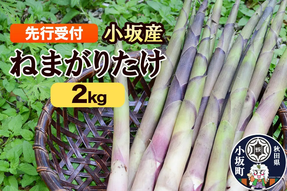 《先行受付》ねまがりだけ 2kg