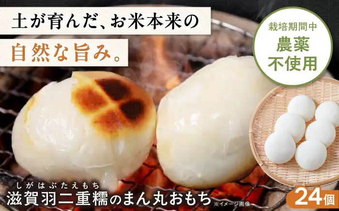 滋賀羽二重糯のまん丸おもち 24個[AQEC002]もち