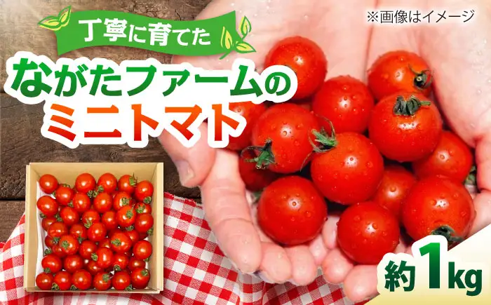 ミニトマト 1kg 野菜 トマト 愛西市 / ながたファーム[AEDT001]