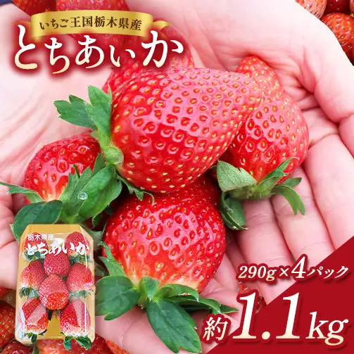 【先行予約】出会いの森いちご園 とちあいか （290g×4パック） | いちご イチゴ 苺 栃木県 果物 くだもの フルーツ とちあいか 新鮮 贈答 ギフト デザート スイーツ ※2026年12月～発送
