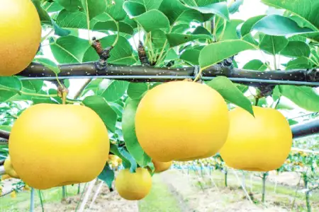 【期間限定】鳥取県産 新甘泉 “赤秀” 5kg（10〜14玉/5L～3Lサイズ）【梨 新甘泉 しんかんせん 赤秀 先行予約 季節限定 赤梨 5kg 10〜14玉 なし ナシ 贈答用 期間限定 果物 フルーツ くだもの 数量限定 産地直送 鳥取県】