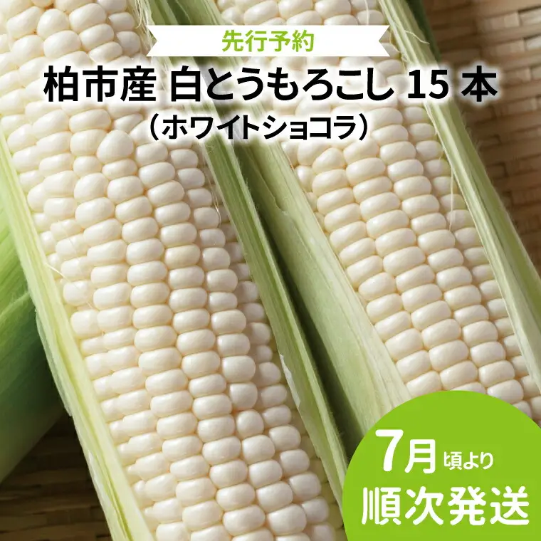 【オンライン決済限定】柏市産 白とうもろこし 15本 〈先行予約 2026年7月順次発送〉 ホワイトショコラ 野菜 コーン 国産 千葉県産 産地直送 取り寄せ プレゼント ギフト 贈り物 バーベキュー BBQ