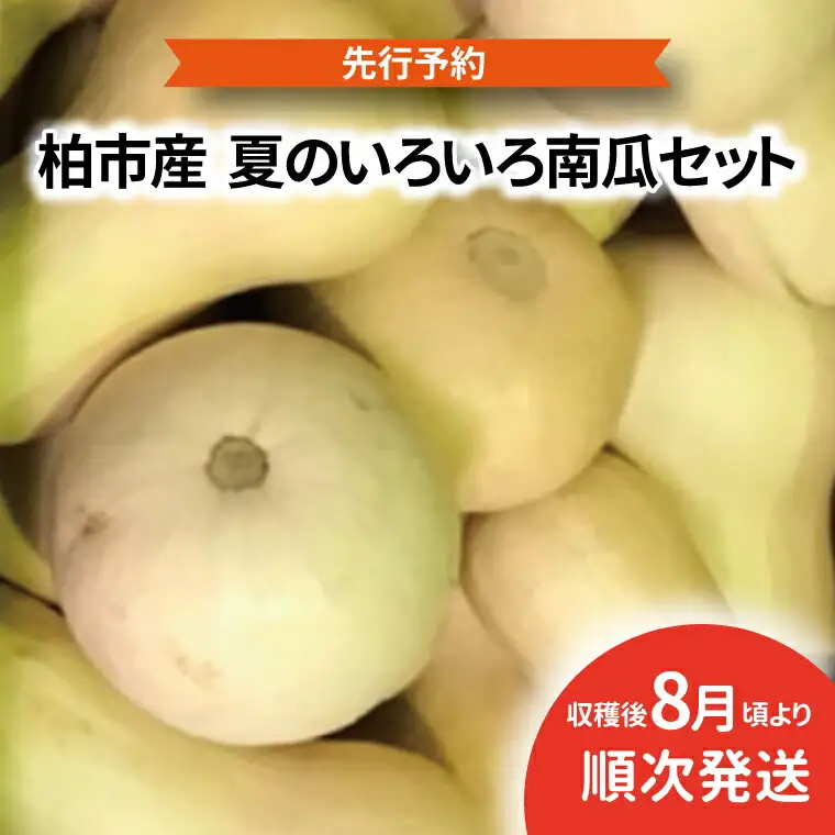 【オンライン決済限定】柏市場直送夏のいろいろ南瓜セット 〈先行予約 2026年8月順次発送〉 かぼちゃ 野菜 国産 旬 パンプキン 千葉県産 柏市産 バターナッツ コリンキー 坊っちゃん南瓜 黒南瓜 プッチーニ 産地直送