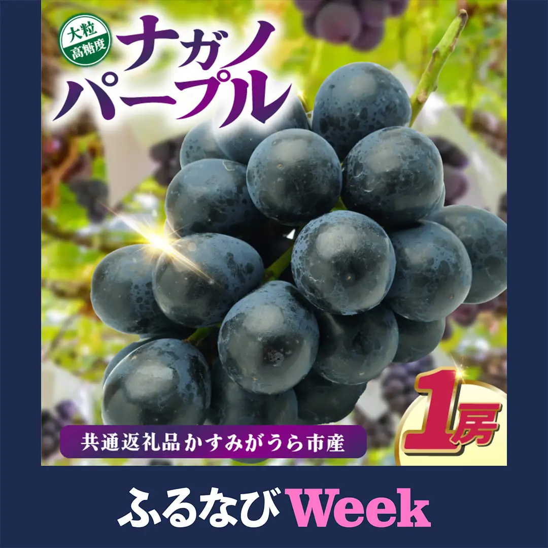 【ふるなびWEEK対象】ナガノパープル 1房 先行予約 ぶどう ブドウ 葡萄 フルーツ 茨城 新鮮 2026年8月より順次発送予定 (県内共通返礼品:かすみがうら市産) (BR154-FN)