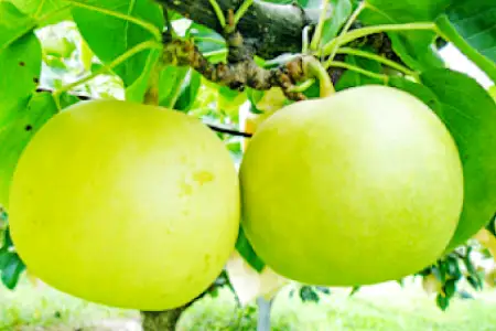 【期間限定】鳥取県産 二十世紀梨 “赤秀” 3kg（8〜9玉/4L～3Lサイズ）【梨 赤秀 20世紀 二十世紀 3kg 8～9玉 期間限定 数量限定 フルーツ 果物 なし ナシ 旬 贈答 贈り物 ギフト お取り寄せ 産地直送 鳥取県】