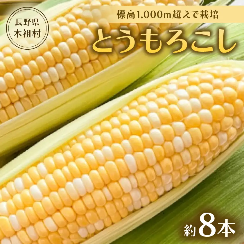 【標高1,000m超えで栽培。甘くて美味しい!】木祖村産とうもろこし約3キロ以上(約8本)【配送不可地域：離島・北海道・沖縄県】【1507589】