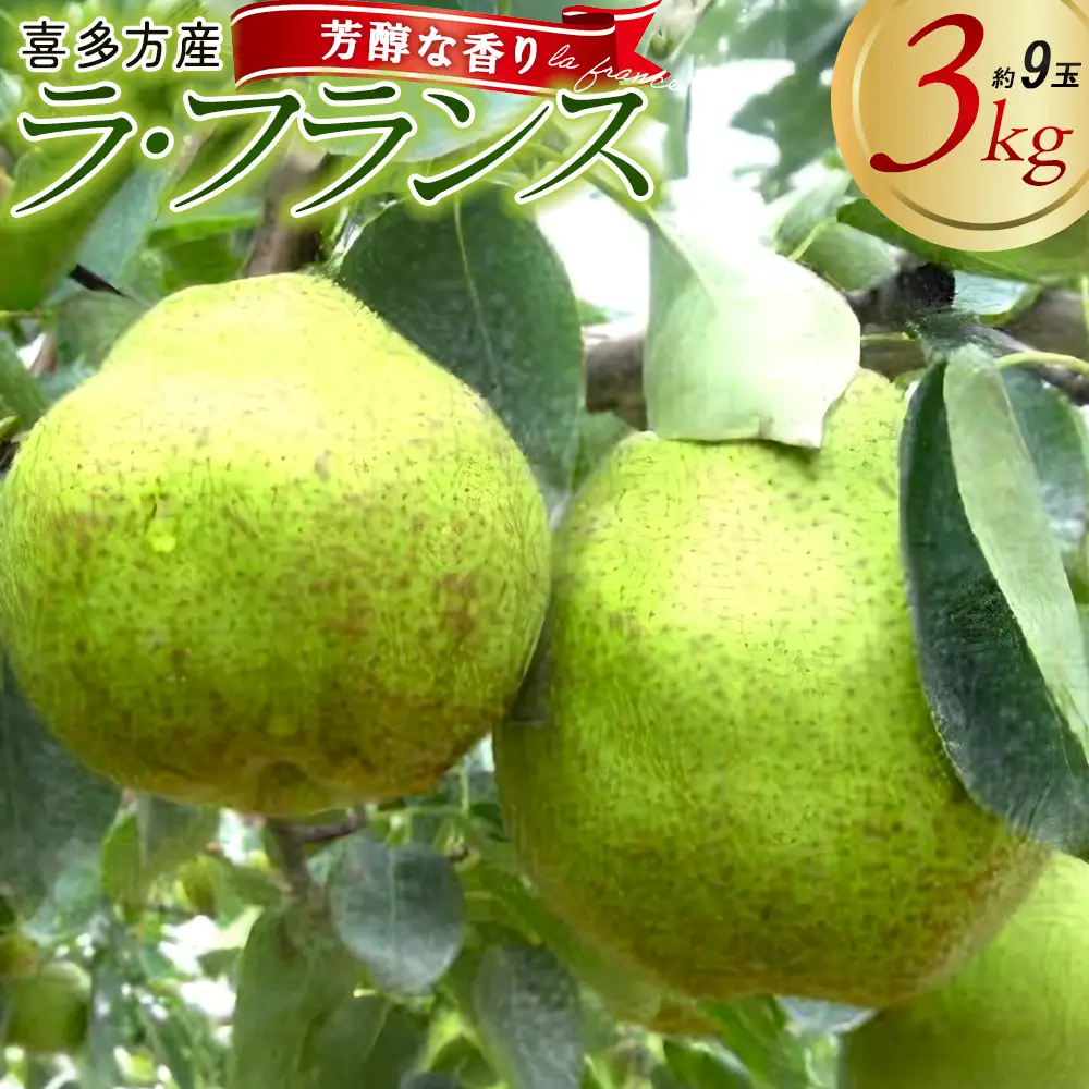 [2026年11月上旬発送]西洋なし（ラ・フランス）3kg（約9玉入り）　【07208-0813】