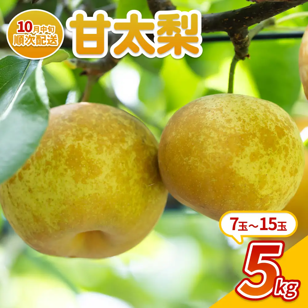鳥取産甘太梨　秀12玉5kg ２箱セット！ プレミアム甘太梨5kg | 鳥取県八頭町 | ふるさと納税サイト「さとふる」