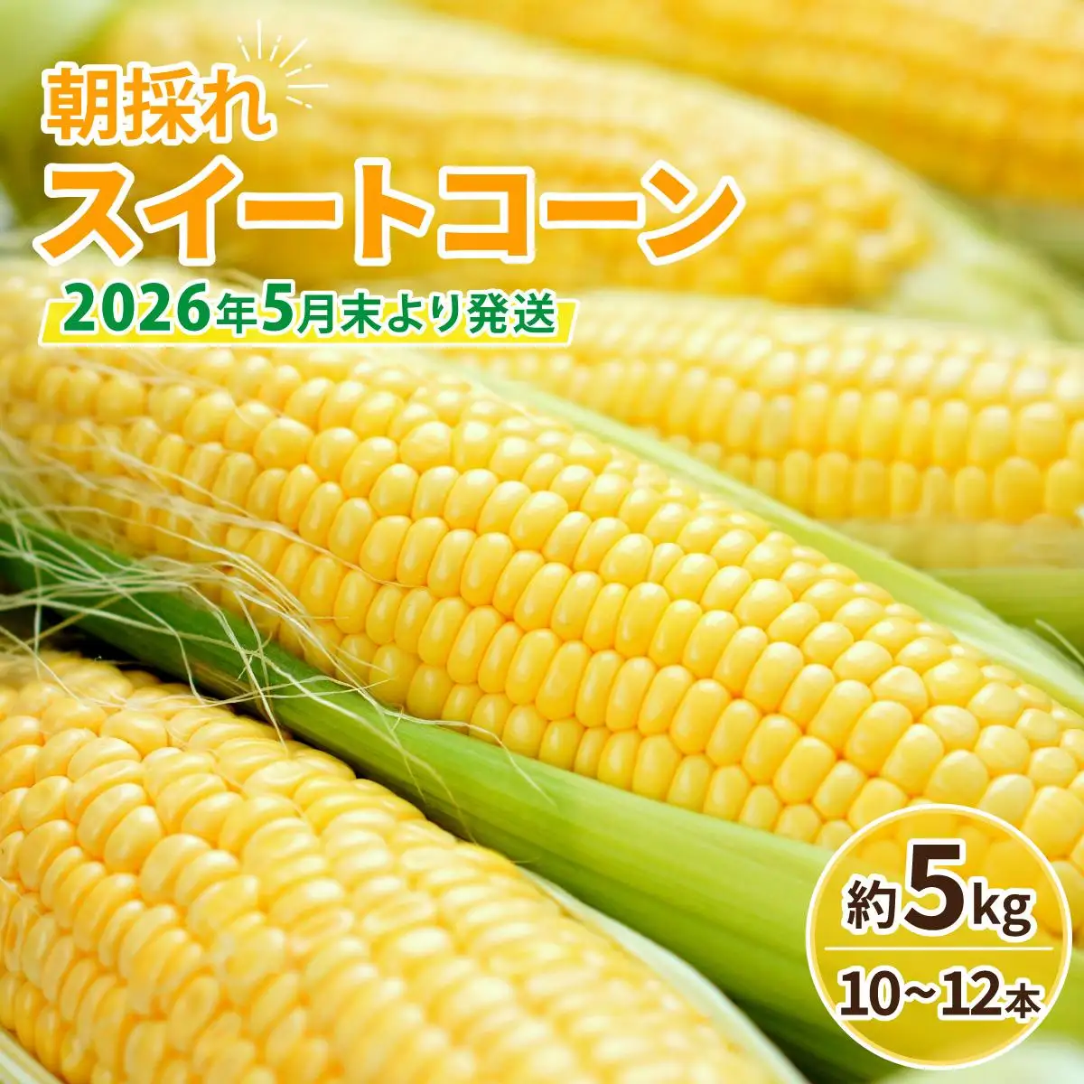 【先行予約】朝採れ スイートコーン 約5kg（10～12本入り）2026年5月末より発送