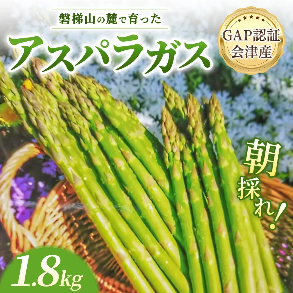 【朝採れ 当日発送】磐梯山の麓で育った アスパラガス 1.8kg （Lサイズ） | 甘い 生産者直送 産地直送 野菜 はんざわエコファーム 猪苗代産 ※2026年4月中旬～10月中旬頃に順次発送予定 ※沖縄・離島への配送不可
