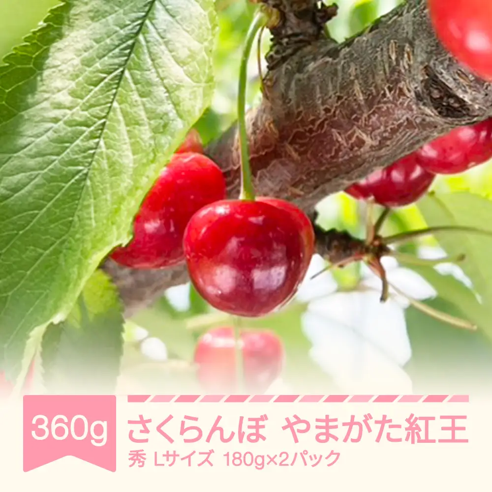 令和8年産 さくらんぼ やまがた紅王  Lサイズ 360g sb-ybslx360