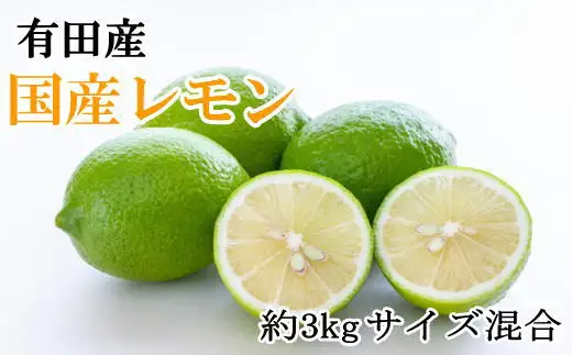 有田 産の安心国産 レモン 3kg （サイズ混合）※2026年10月中旬〜2027年4月中旬頃順次発送予定（お届け日指定不可） 【tec943A】
