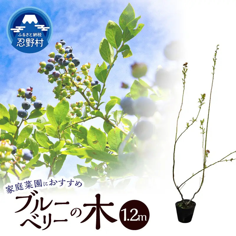 植木　ブルーベリーの木　株立ち　1.2ｍ