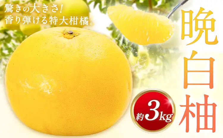 先行予約 晩白柚 約3kg 株式会社エフビーネット《12月上旬-1月下旬頃出荷》熊本県 氷川町 果物 フルーツ 熊本県産 ジューシー ばんぺいゆ バンペイユ