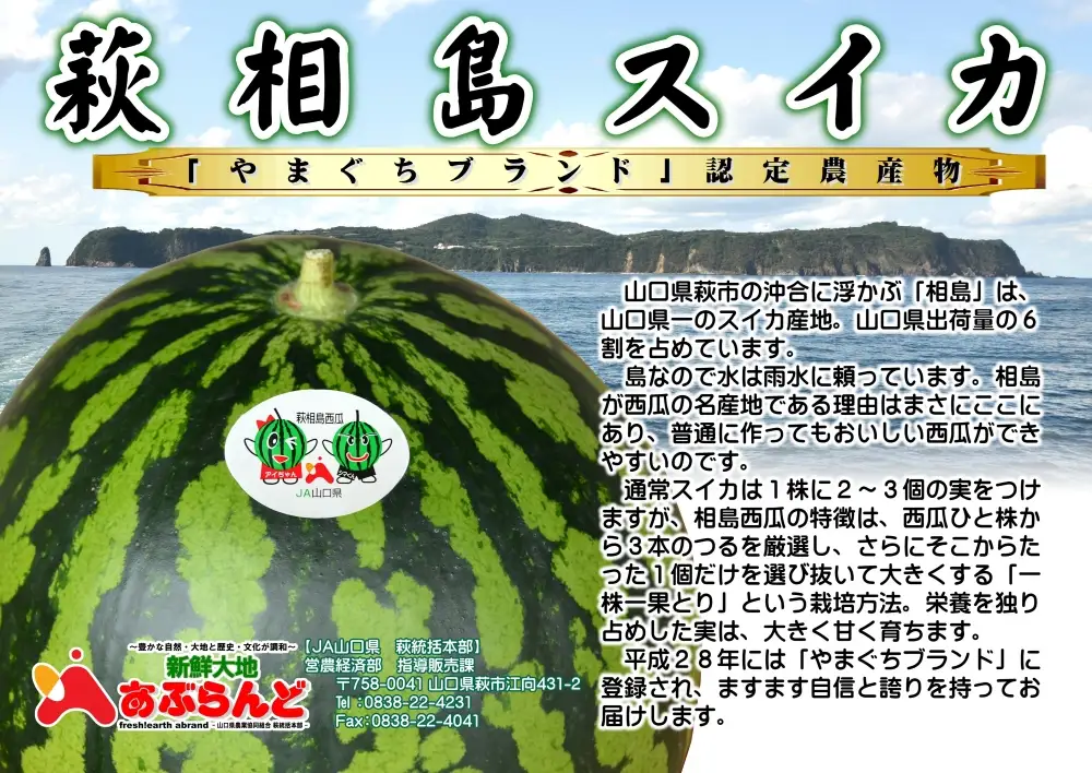 相島すいか