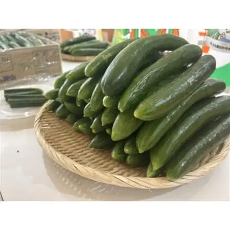 久米南町産　里海きゅうり 約5kg　50本以上【配送不可地域：離島・北海道・沖縄県】【1727202】