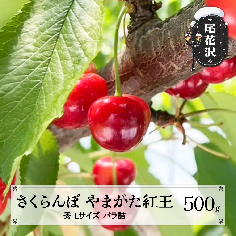 先行予約 さくらんぼ やまがた紅王 500g Lサイズ 秀品 山形県産 令和8年産 2026年産 sb-ybslx500