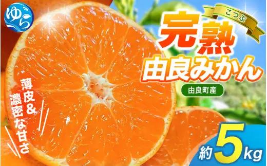 【 小玉 】薄皮で濃い甘さ！完熟由良みかん【こつぶ】5kg×1箱（2Sサイズ）和歌山県由良産※2026年11月下旬頃から12月下旬頃に順次発送予定/ 柑橘 ミカン 蜜柑 甘い 由良町 フルーツ 果物 くだもの 食品 人気 おすすめ 産地直送 由良町【ktym004-s-5】