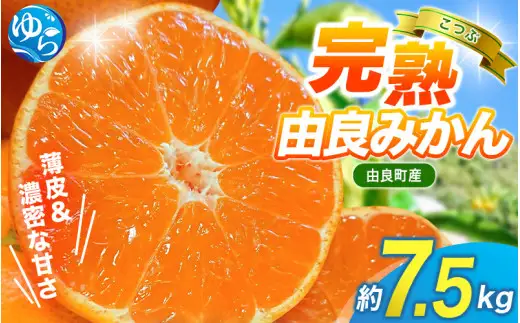 みかん 小玉 】薄皮で濃い甘さ！完熟由良みかん【こつぶ】7.5kg×1箱