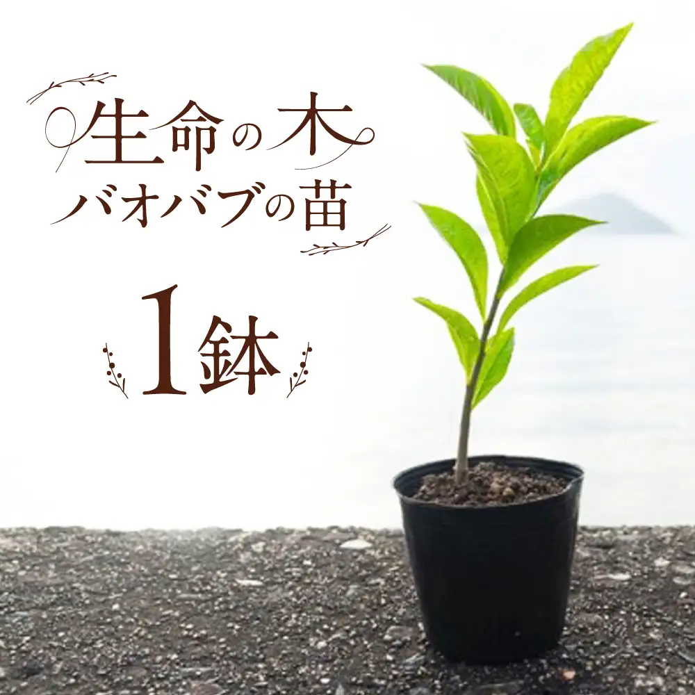 バオバブの苗 糸島市 / バオバブ・サンライズ 植物 苗[AJR001]