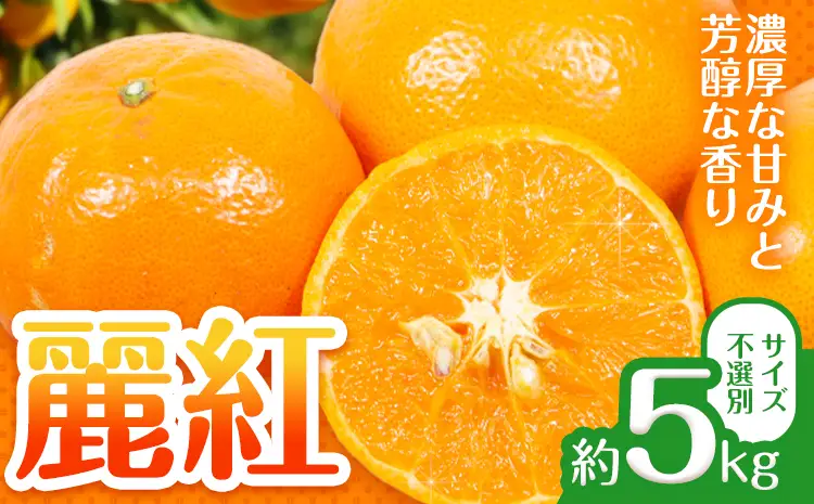 みかん 麗紅 5kg 麗紅