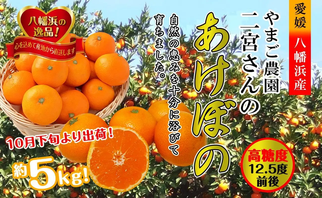 濃厚な味わい!やまご農園 高糖度みかん!「あけぼの」【C39-11】【配送不可地域：離島】【1491797】 YWTF004