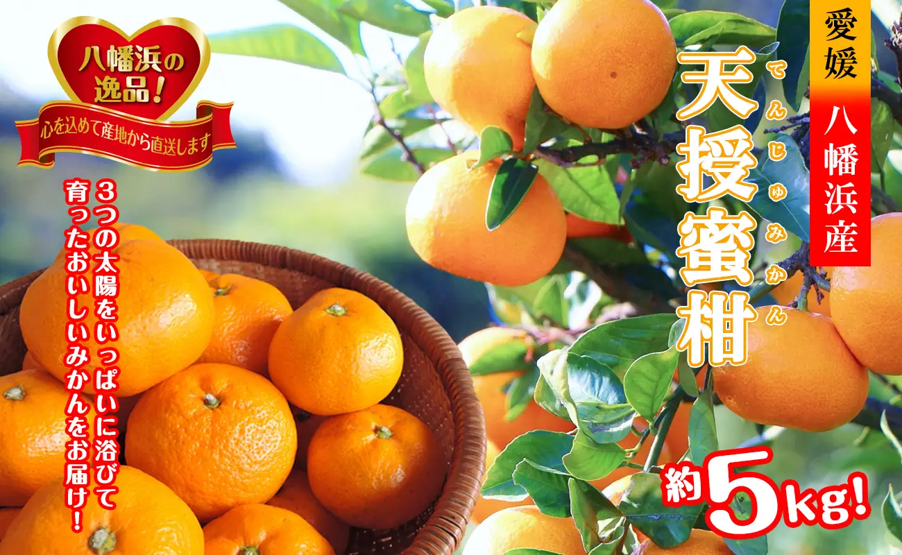 適度な潮風をうけ、太陽光、石垣、海の反射光を浴びて育った「天授蜜柑」約5kg【C39-45】【1243340】 YWTF023