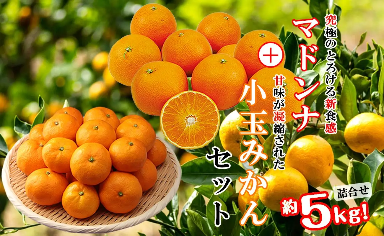 2026年11月発送開始　ぷるぷる新食感!「マドンナ」+濃厚!「小玉みかん」約5kg【D39-32】【1252242】 YWTF014