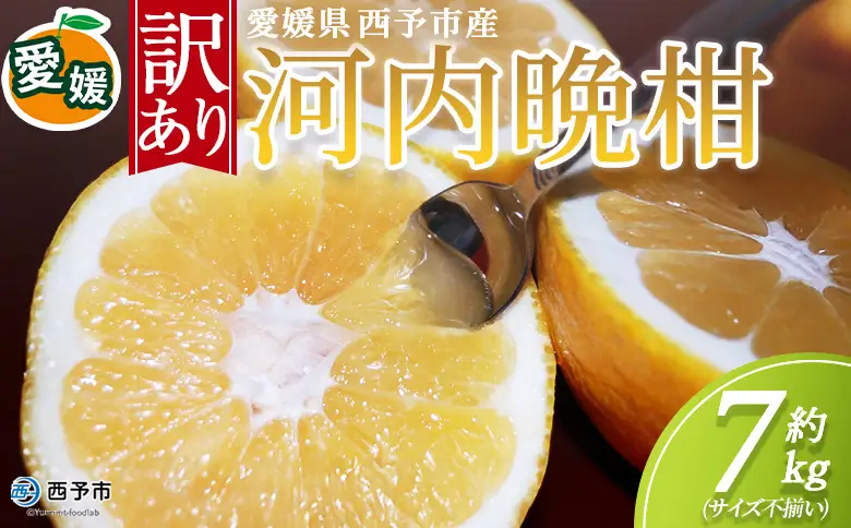 ＜訳あり 河内晩柑 約7kg＞『2026年4月中旬から順次出荷予定』かわちばんかん サイズ不揃い ご家庭用 ご自宅 訳アリ品 宇和ゴールド オレンジ 蜜柑 ミカン みかん 果物 フルーツ 柑橘 国産 愛媛県産 西予市産 西宇和 特産品 丸二青果 愛媛県西予市【常温】MMY0027