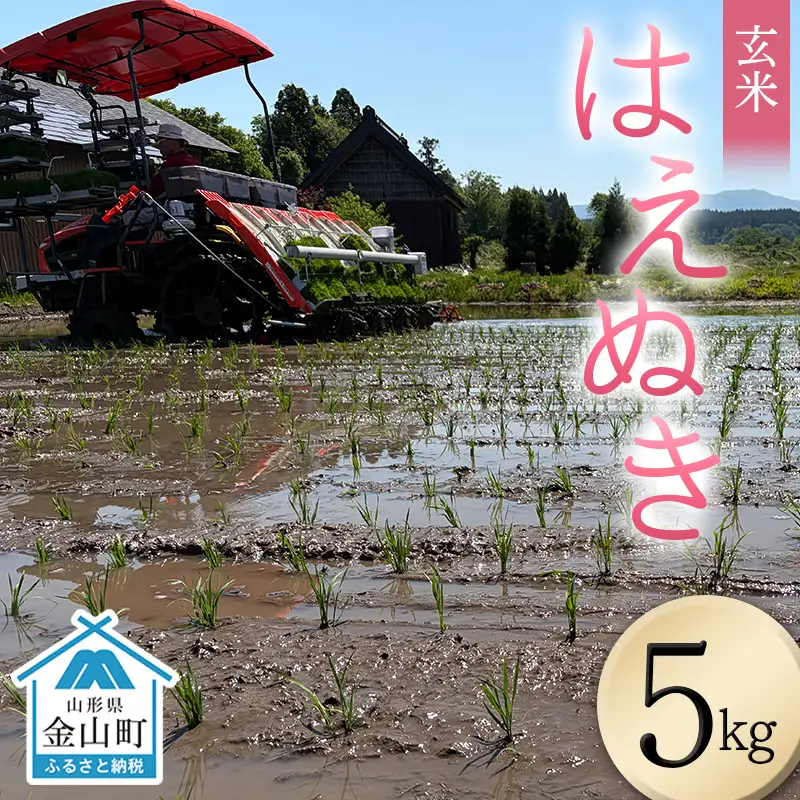 ＜先行予約＞令和８年産【玄米】はえぬき5kg （マイスター監修） 米 お米 白米 ご飯 ブランド米 山形 金山町  F4B-0814