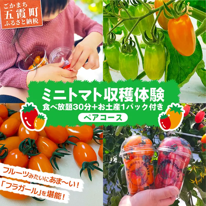 中村さん家のトマト収穫体験【ペアコース】【2026年5月6日 水曜日 祝日 開催】- 農業体験 30分 食べ放題 1パック お持ち帰りお土産付き 収穫 新鮮 茨城県 五霞町 開催