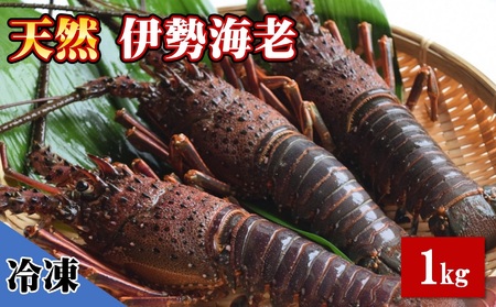 【 冷凍 伊勢海老 】天然 伊勢海老 1.0kg（2～4尾） 黒潮町 ［1083-2］