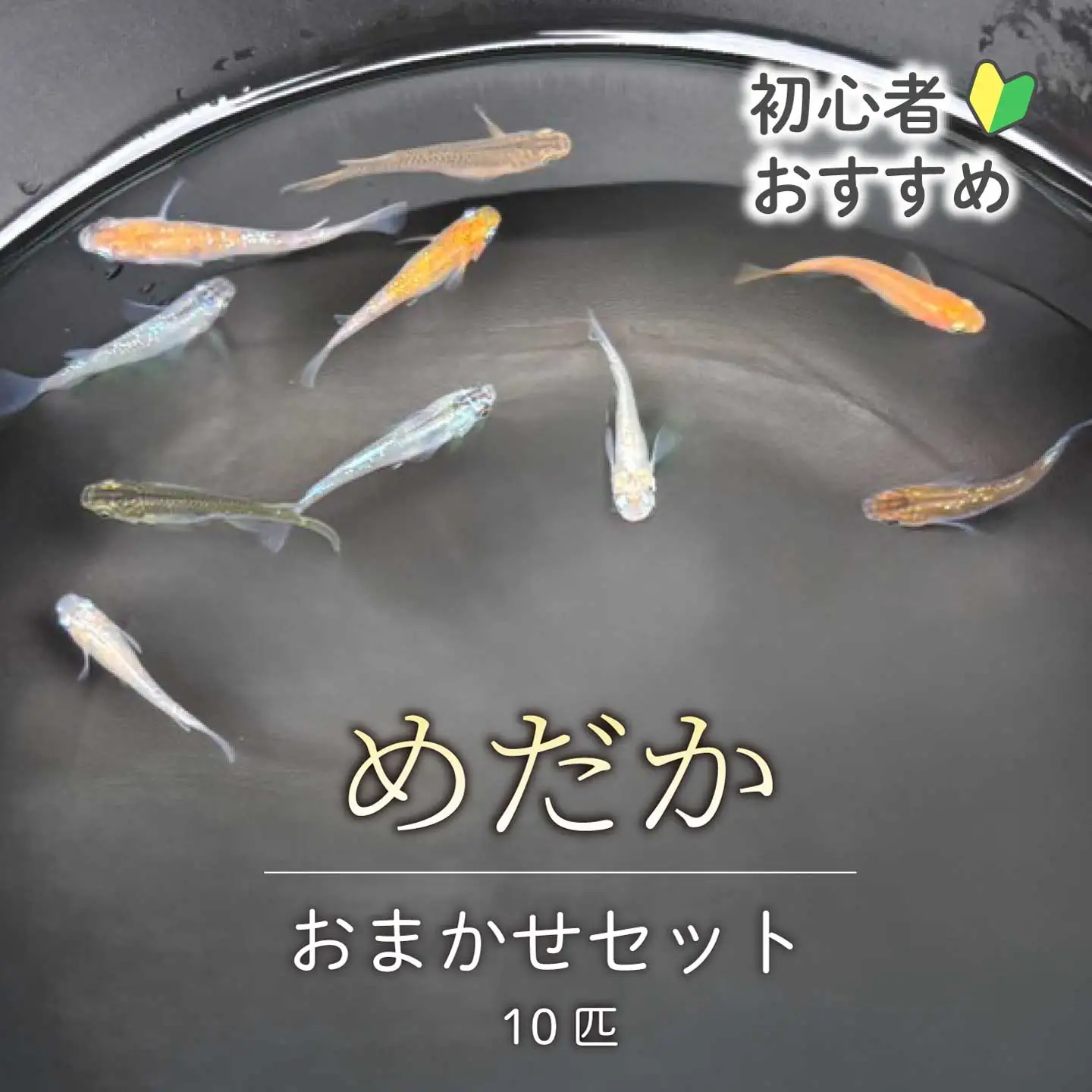 めだか おまかせセットA（10匹）メダカ 飼育 生体 観賞魚 魚 ペット おまかせ ミックス おすすめ 水槽 インテリア 生物 鑑賞 熱帯魚 アクアリウム 熱帯 淡水魚 243001