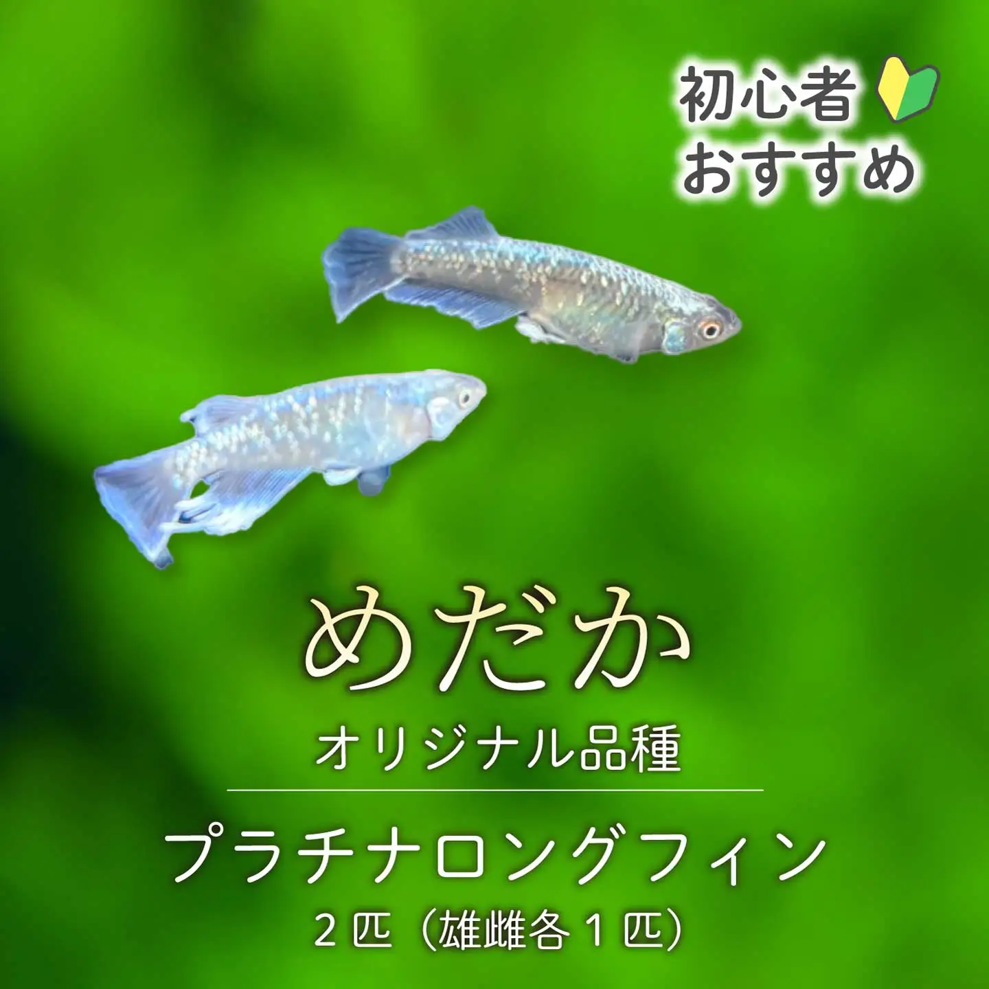 プラチナロングフィン 2匹（雄・雌 各1匹）めだか メダカ 飼育 生体 観賞魚 魚 ペット おまかせ ミックス おすすめ 水槽 インテリア 生物 鑑賞 熱帯魚 アクアリウム 熱帯 淡水魚 243003