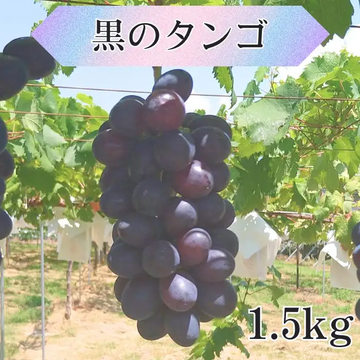 黒のタンゴ 1.5kg 長野県 高森町
